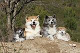 AKITA INU 075
